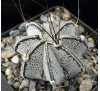 Астрофитум Козерог (с белыми колючками) 3 шт. / Astrophytum Capricorne White Spines